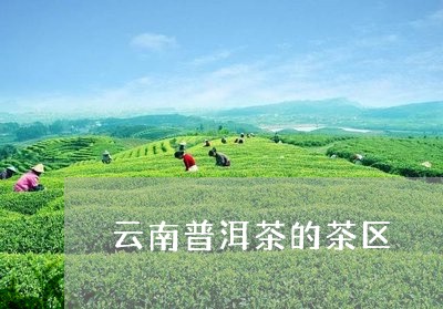 云南普洱茶的茶区/2023041143025