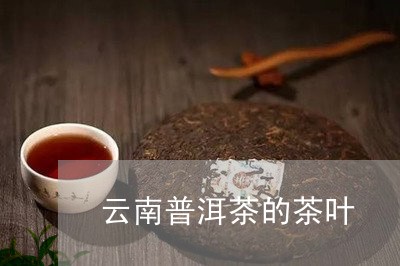 云南普洱茶的茶叶/2023040961740