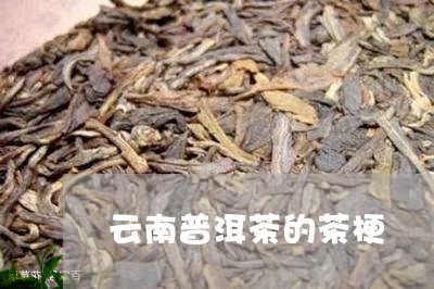 云南普洱茶的茶梗/2023041105059