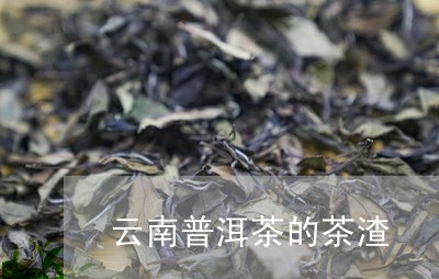 云南普洱茶的茶渣/2023041102816