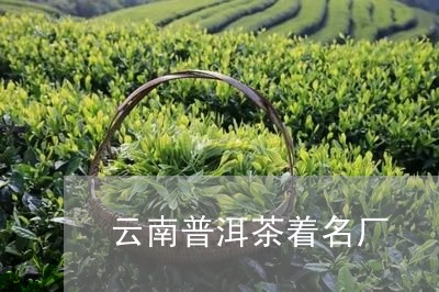 云南普洱茶着名厂/2023041066048