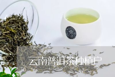 云南普洱茶种植户/2023032926181