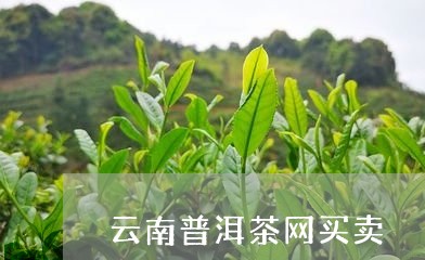 云南普洱茶网买卖/2023041096364