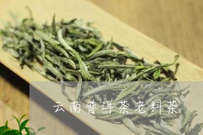 云南普洱茶老料茶/2023041226391