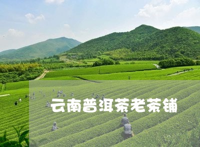 云南普洱茶老茶铺/2023031660624