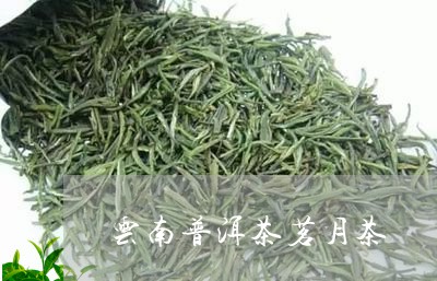 云南普洱茶茗月茶/2023031692604