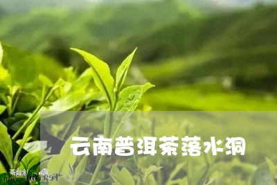 云南普洱茶落水洞/2023040102512