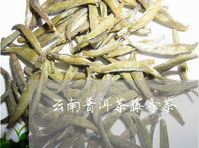 云南普洱茶藤条茶/2023041044928