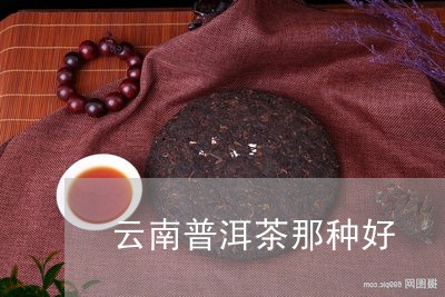 云南普洱茶那种好/2023031713035