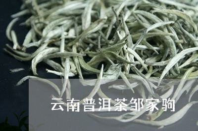 云南普洱茶邹家驹/2023040101594