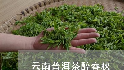 云南普洱茶醉春秋/2023041024379