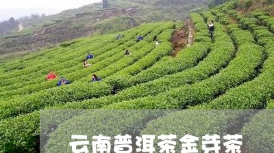 云南普洱茶金芽茶/2023041002614