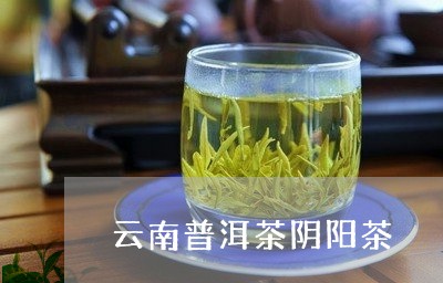 云南普洱茶阴阳茶/2023041020581