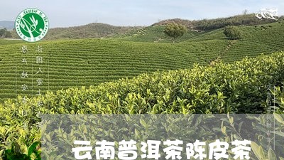 云南普洱茶陈皮茶/2023041248383