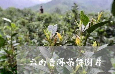 云南普洱茶饼图片/2023041373936