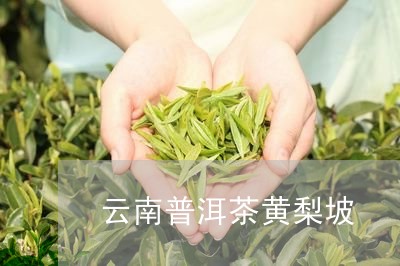 云南普洱茶黄梨坡/2023041208351