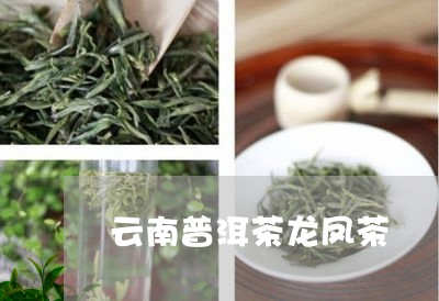 云南普洱茶龙凤茶/2023031773948