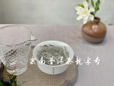 云南普洱茶龙字号/2023041047371