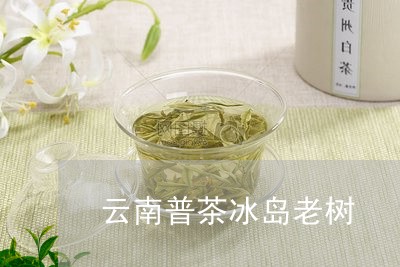 云南普茶冰岛老树/2023032804157