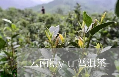 云南景yu普洱茶/2023041384858