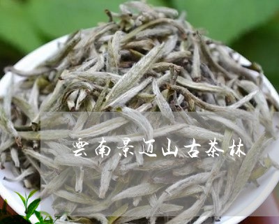 云南景迈山古茶林/2023031856259