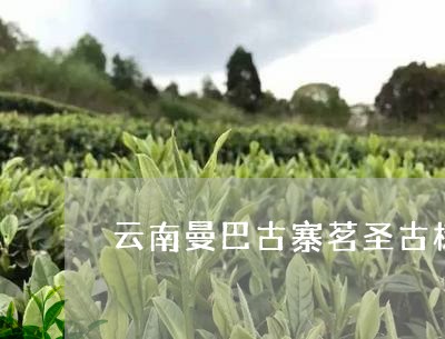 云南曼巴古寨茗圣古树白茶/2023040156938