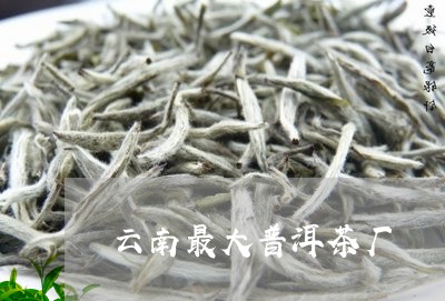 云南最大普洱茶厂/2023041350406