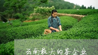 云南最大的茶企业/2023031894816