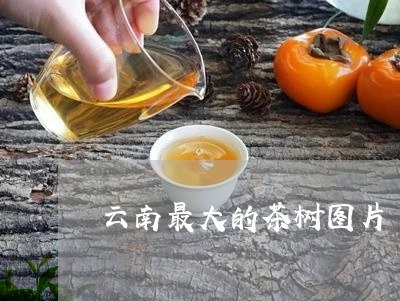 云南最大的茶树图片/2023032184049