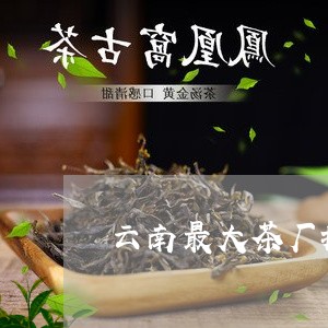 云南最大茶厂排名/2023041321945