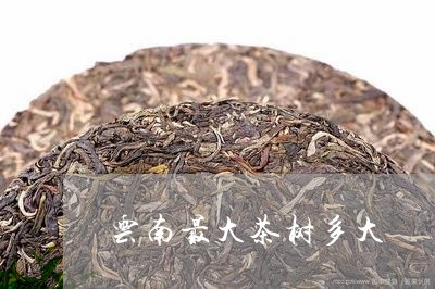 云南最大茶树多大/2023032597269