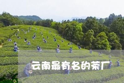 云南最有名的茶厂/2023041363835