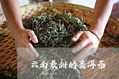 云南最甜的普洱茶/2023032999692