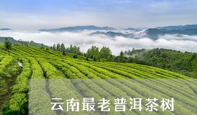 云南最老普洱茶树/2023032980049