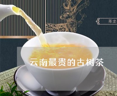 云南最贵的古树茶/2023032681517