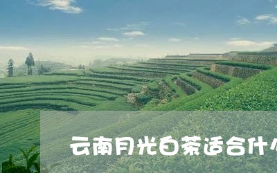 云南月光白茶适合什么季节/2023040117461