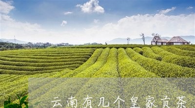 云南有几个皇家贡茶/2023032181148