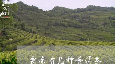 云南有几种普洱茶/2023041231616