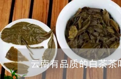 云南有品质的白茶茶叶招商/2023040119616