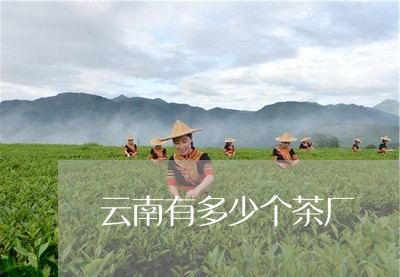 云南有多少个茶厂/2023032571746