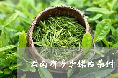 云南有多少棵古茶树/2023032259364