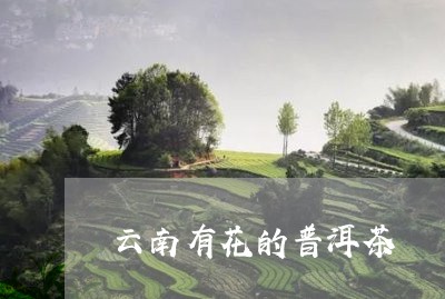 云南有花的普洱茶/2023040186050