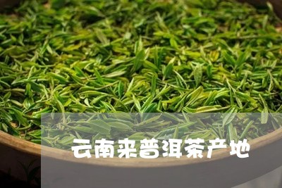 云南来普洱茶产地/2023041029413