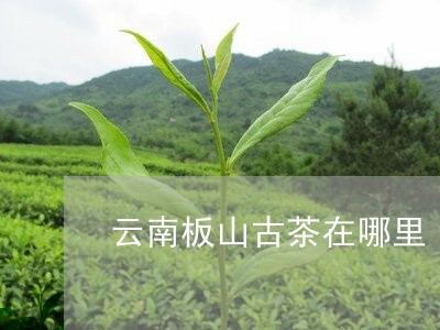 云南板山古茶在哪里/2023032130506