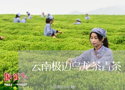 云南极边乌龙茶青茶/2023032281038