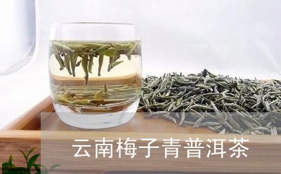 云南梅子青普洱茶/2023041029726