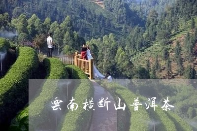 云南横断山普洱茶/2023033002936