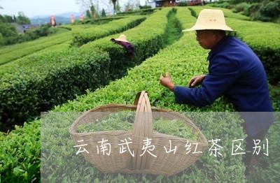 云南武夷山红茶区别/2023032273370