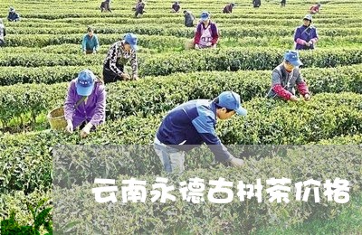 云南永德古树茶价格/2023032159594