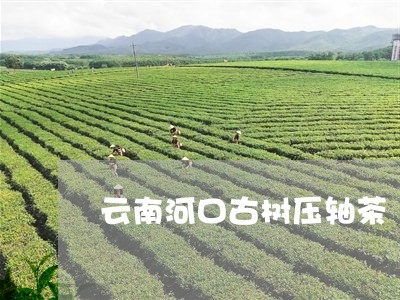 云南河口古树压轴茶/2023032174960